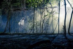 黑夜森林在线观看,探寻神秘森林的惊悚之旅